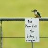 Lednacek posvatny - Todiramphus sanctus - Sacred kingfisher - kotare 2885